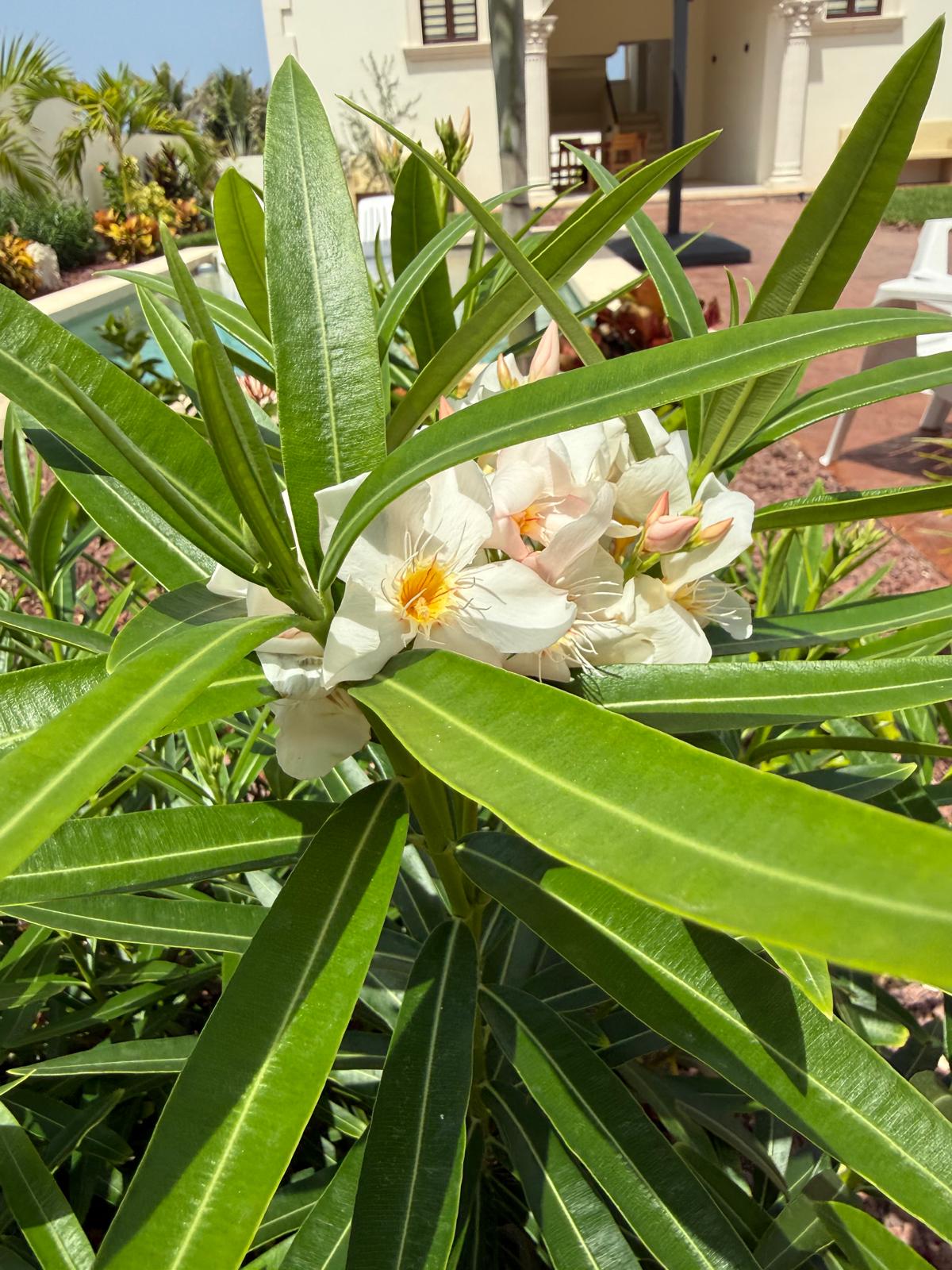 White oleander blossoms in the estate gardens
