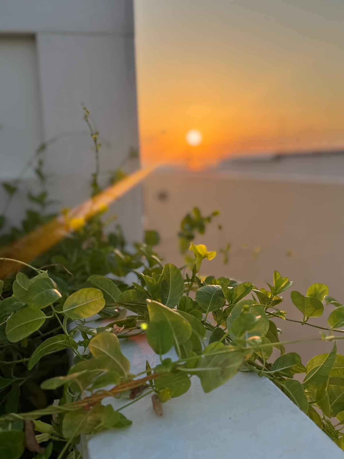 Sunset over the sea behind flowering vines on the terrace wall