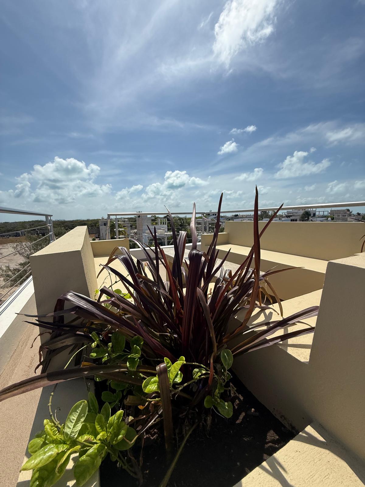 Planter detail on the rooftop terrace
