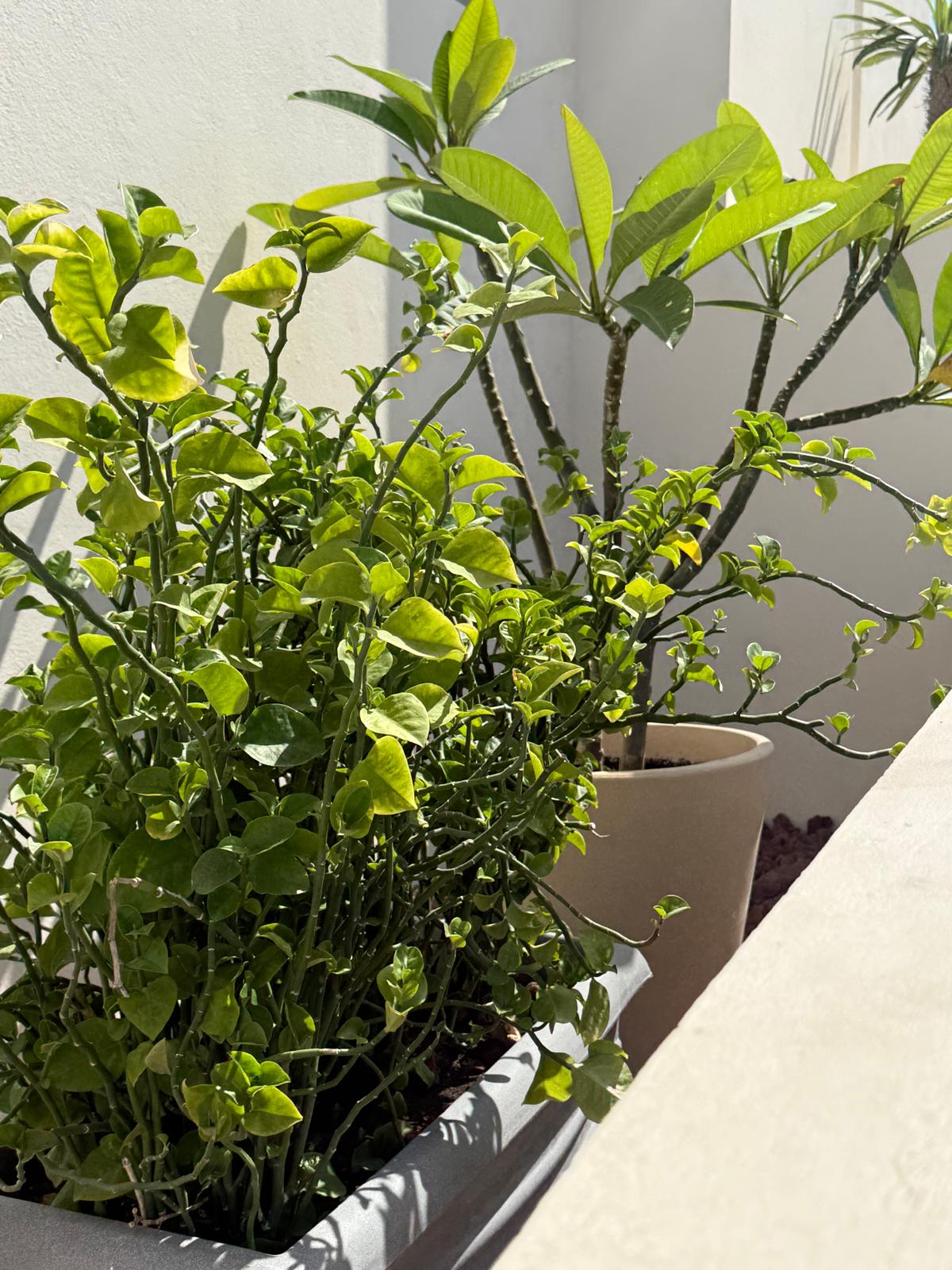 Lush potted greenery in the sun