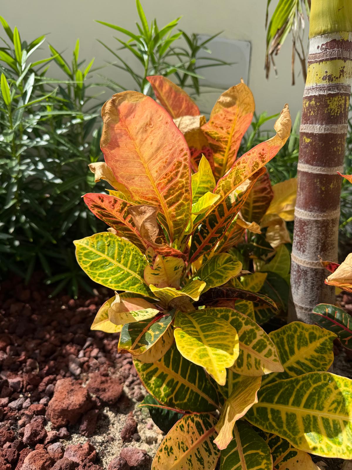 Sunlit croton foliage in the estate gardens