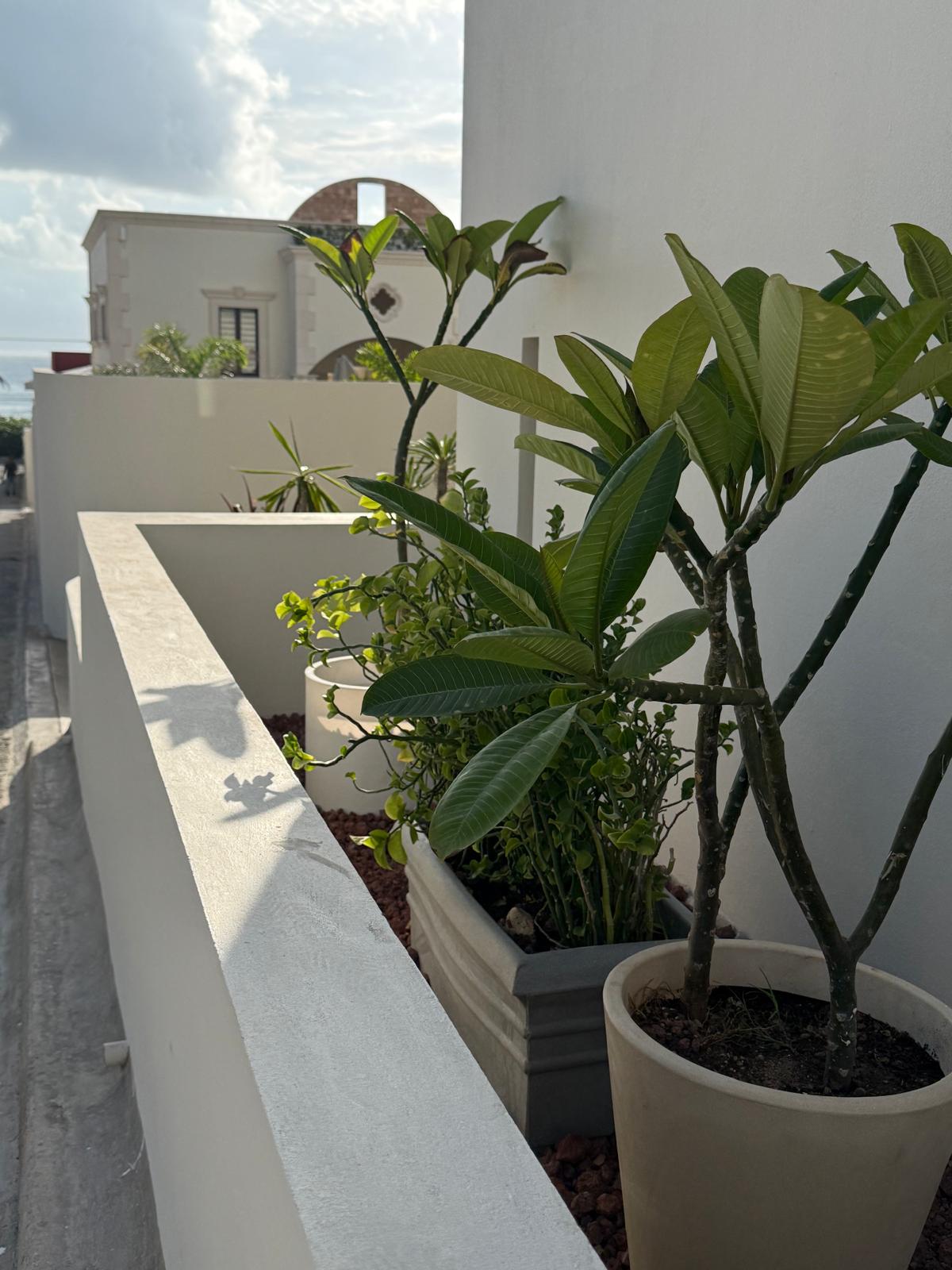 Terrace planters with frangipani and sea view