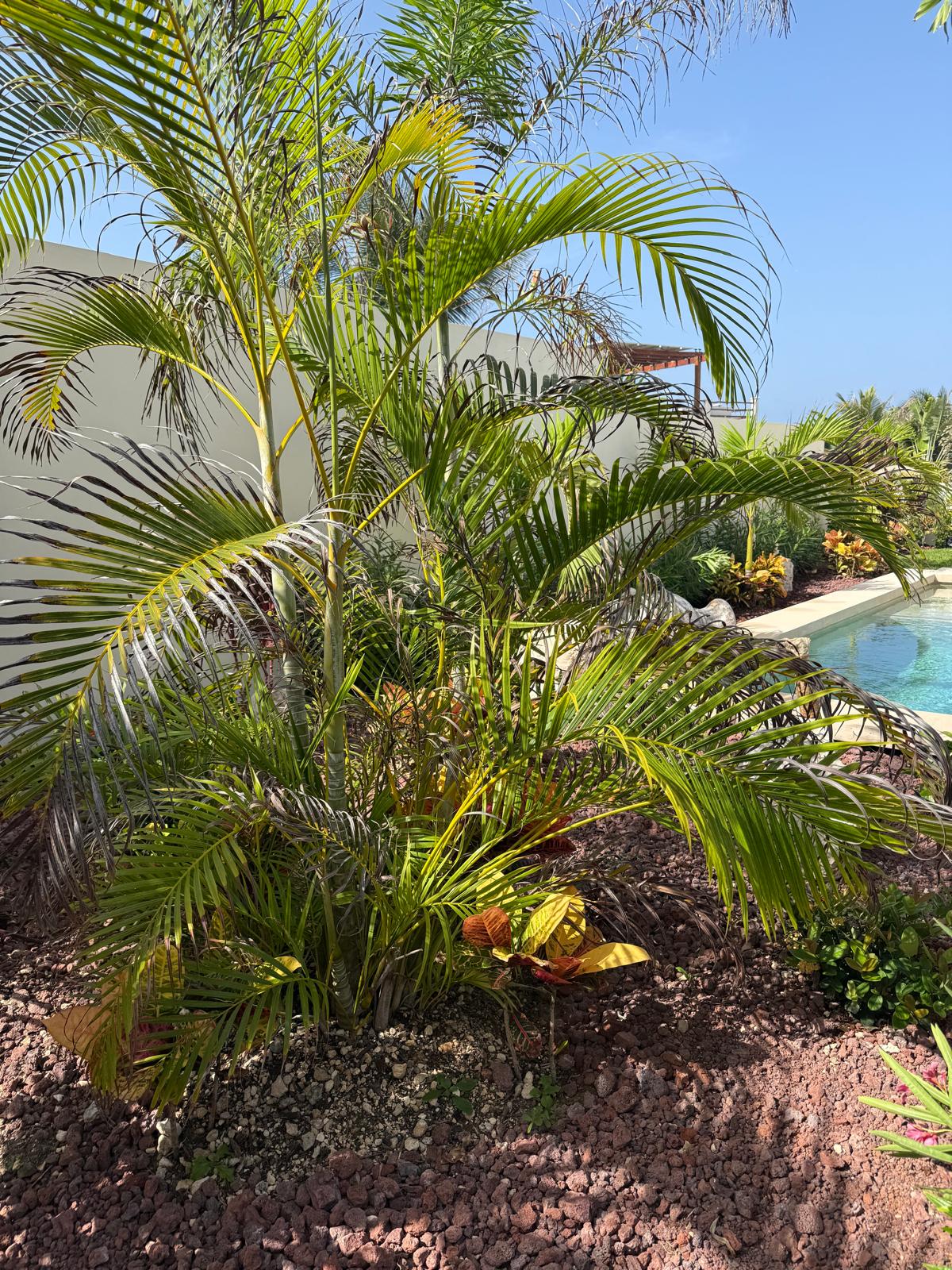 Palms and tropical plantings along the courtyard pool