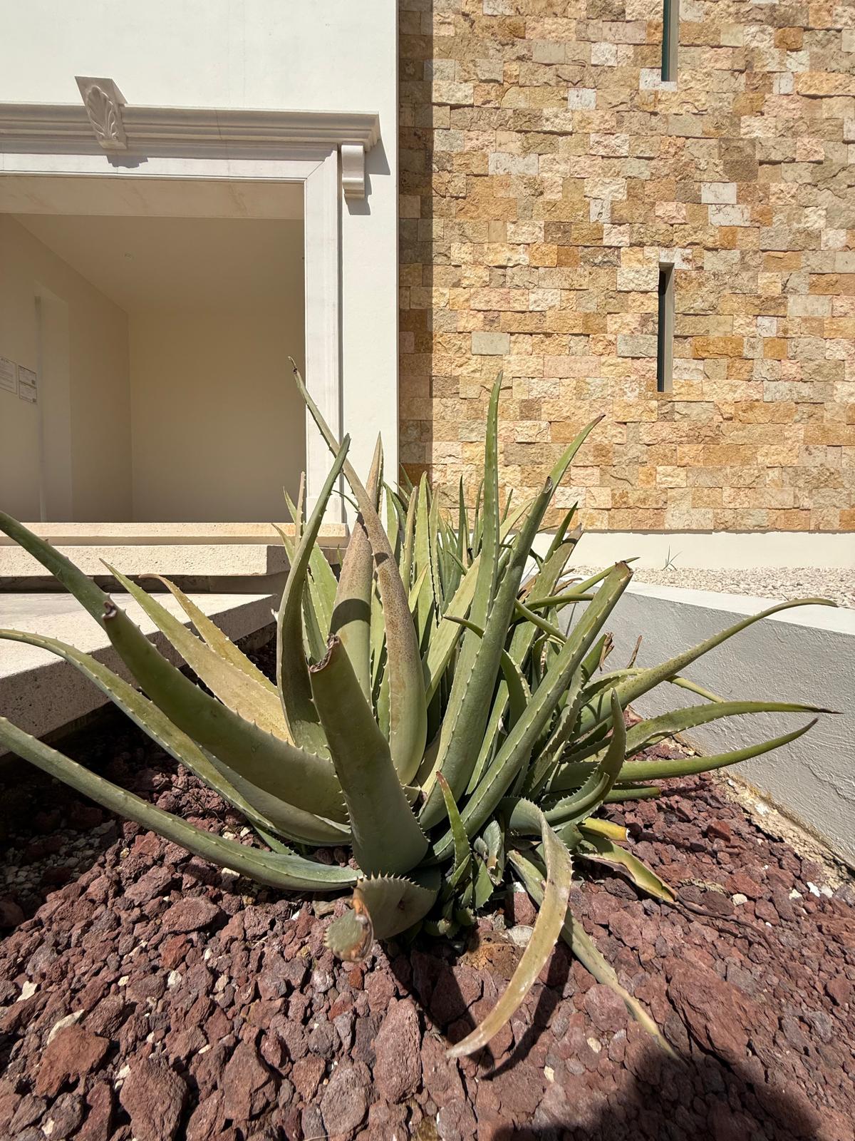 Aloe and tropical planting beside the stone facade
