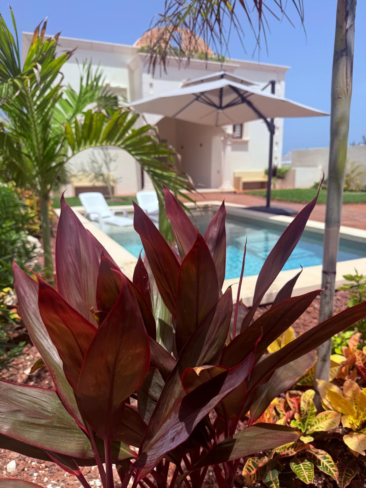 Tropical ti plant framing the courtyard pool and estate building