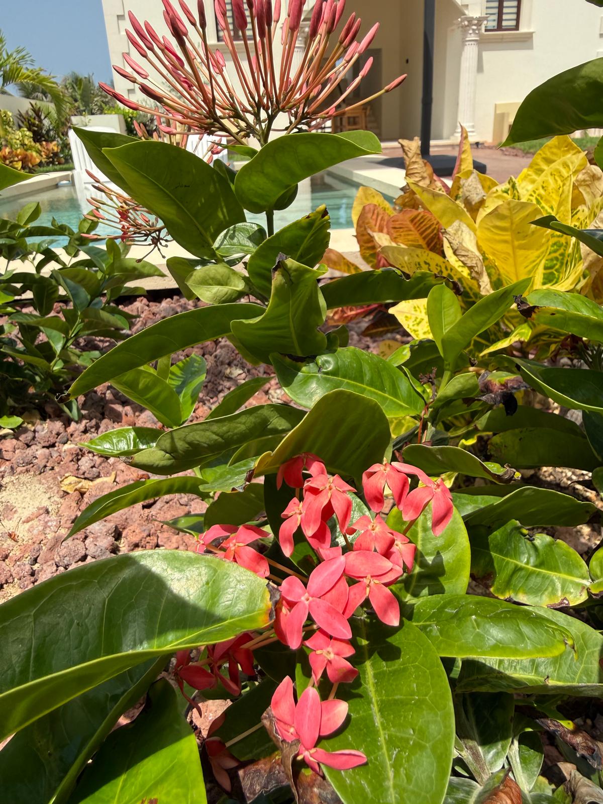 Coral ixora flowers beside the courtyard pool