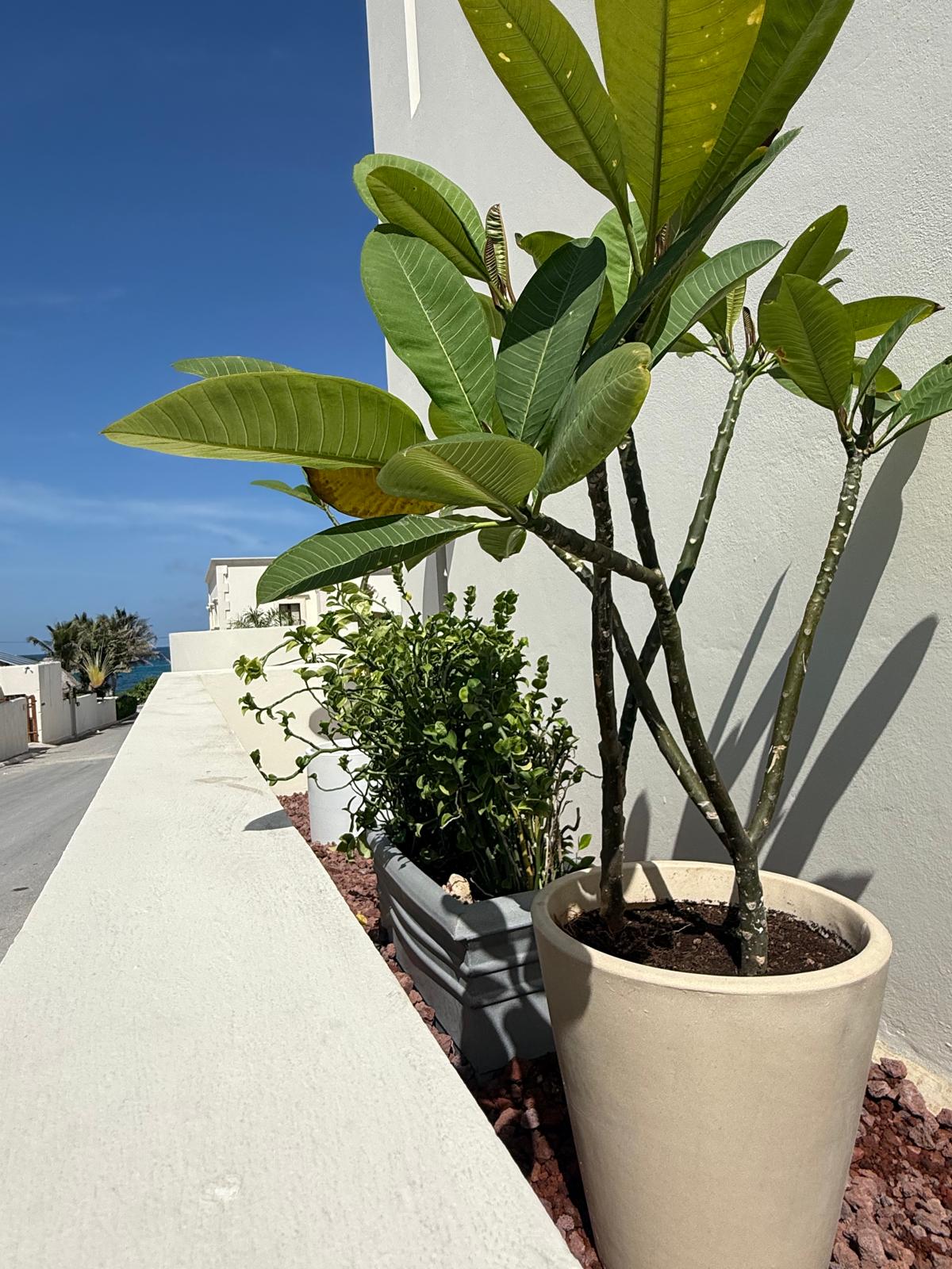 Plumeria and potted plants along the terrace wall