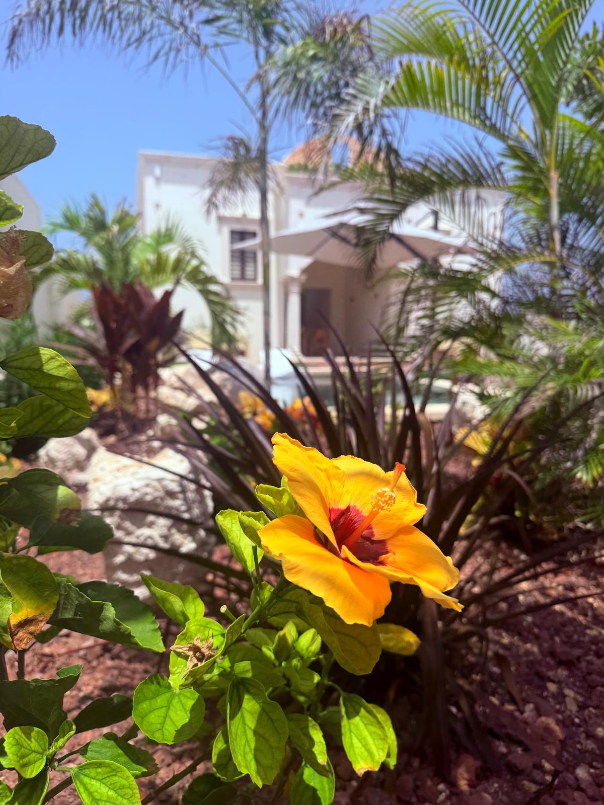 Hibiscus blooming in the estate gardens