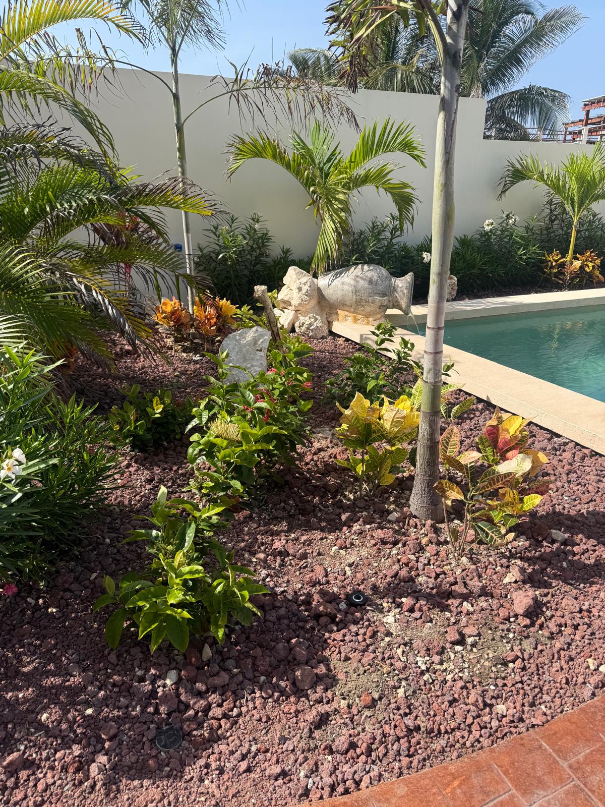 Lava-rock garden beds and young palms beside the pool